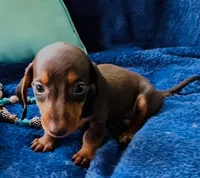 Boots, a male Miniature Dachshund for sale in Lake City, FL – Photo 6 of 10