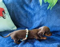 Boots, a male Miniature Dachshund for sale in Lake City, FL – Photo 9 of 10