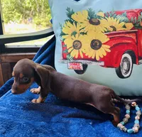 Boots, a male Miniature Dachshund for sale in Lake City, FL – Photo 8 of 10