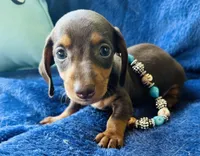 Boots, a male Miniature Dachshund for sale in Lake City, FL – Photo 3 of 10