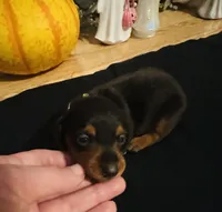 Maleficent, a female Miniature Dachshund for sale in Sarasota, FL – 2 of 10
