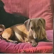 Cherry , a female Miniature Dachshund for sale in Lake City, FL – Photo 5 of 9