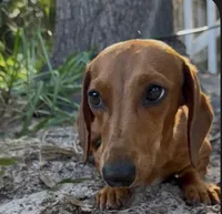 Cherry , a female Miniature Dachshund for sale in Lake City, FL – Photo 7 of 9