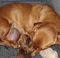 Cherry , a female Miniature Dachshund for sale in Lake City, FL – Photo 6 of 9