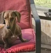 Cherry , a female Miniature Dachshund for sale in Lake City, FL – Photo 4 of 9