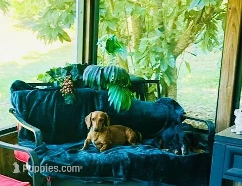 Cherry , a female Miniature Dachshund for sale in Lake City, FL – Photo 1 of 9