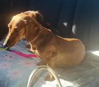 Cherry , a female Miniature Dachshund for sale in Lake City, FL – Photo 9 of 9