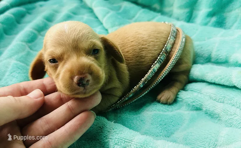 Cheezit – Miniature Dachshund puppy for sale in Lake City, FL