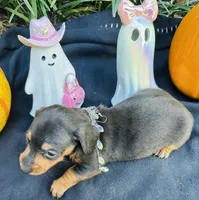 Maleficent, a female Miniature Dachshund for sale in Tampa, FL – 9 of 10