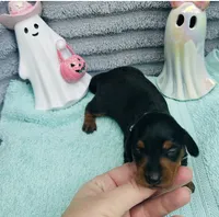 Mercedes, a female Miniature Dachshund for sale in Sarasota, FL – 3 of 10