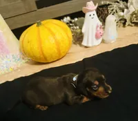 Maleficent, a female Miniature Dachshund for sale in Sarasota, FL – 5 of 10