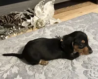 Black velvet, a female Miniature Dachshund for sale in Lake City, FL – Photo 2 of 10