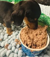 Black velvet, a female Miniature Dachshund for sale in Lake City, FL – Photo 5 of 10