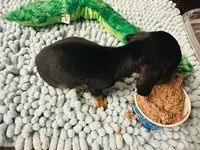 Black velvet, a female Miniature Dachshund for sale in Lake City, FL – Photo 6 of 10
