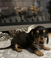 Black velvet, a female Miniature Dachshund for sale in Lake City, FL – Photo 1 of 10