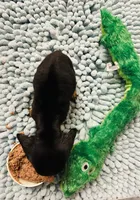 Black velvet, a female Miniature Dachshund for sale in Lake City, FL – Photo 8 of 10