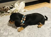 Black velvet, a female Miniature Dachshund for sale in Lake City, FL – Photo 3 of 10