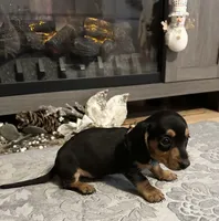 Black velvet, a female Miniature Dachshund for sale in Lake City, FL – Photo 4 of 10