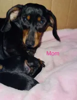 Watermelon 🍉 , a male Miniature Dachshund for sale in Sarasota, FL – 7 of 10