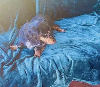 Steel , a male Miniature Dachshund for sale in Lake City, FL – Photo 10 of 10