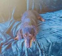 Steel , a male Miniature Dachshund for sale in Lake City, FL – Photo 6 of 10