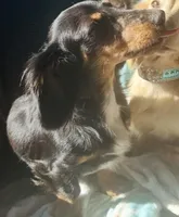 Steel , a male Miniature Dachshund for sale in Lake City, FL – Photo 5 of 10