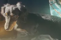 Steel , a male Miniature Dachshund for sale in Lake City, FL – Photo 3 of 10