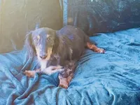 Steel , a male Miniature Dachshund for sale in Lake City, FL – Photo 7 of 10