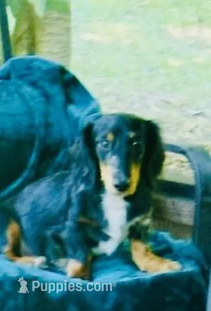 Steel , a male Miniature Dachshund for sale in Lake City, FL – Photo 1 of 10
