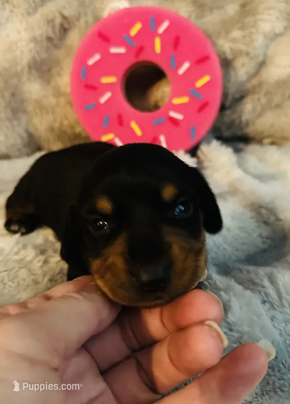 Donut 🍩 – Miniature Dachshund puppy for sale in Sarasota, FL