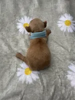 Cheezit, a male Miniature Dachshund for sale in Lake City, FL – 8 of 10