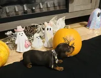 Maleficent, a female Miniature Dachshund for sale in Sarasota, FL – 4 of 10