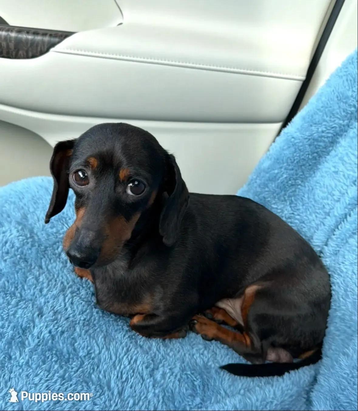 Mercedes, a female Miniature Dachshund for sale in Sarasota, FL – 9 of 10
