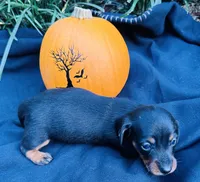 Stormy, a male Miniature Dachshund for sale in Tampa, FL – 3 of 10