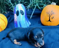 Stormy, a male Miniature Dachshund for sale in Tampa, FL – 7 of 10