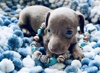 Bug, a male Miniature Dachshund for sale in Lake City, FL – Photo 5 of 10