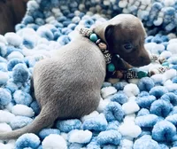 Bug, a male Miniature Dachshund for sale in Lake City, FL – Photo 2 of 10