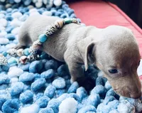 Bug, a male Miniature Dachshund for sale in Lake City, FL – Photo 6 of 10