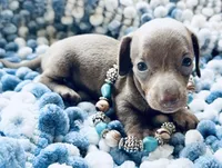 Bug, a male Miniature Dachshund for sale in Lake City, FL – Photo 1 of 10