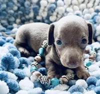 Bug, a male Miniature Dachshund for sale in Lake City, FL – Photo 3 of 10