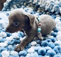 Bug, a male Miniature Dachshund for sale in Lake City, FL – Photo 4 of 10