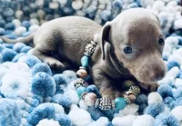 Bug, a male Miniature Dachshund for sale in Lake City, FL – Photo 7 of 10