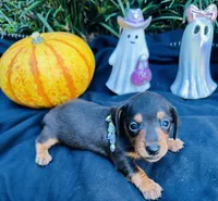 Maleficent, a female Miniature Dachshund for sale in Tampa, FL – 5 of 10