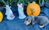 Maleficent, a female Miniature Dachshund for sale in Tampa, FL – 2 of 10