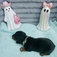 Mercedes, a female Miniature Dachshund for sale in Sarasota, FL – 4 of 10