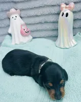 Mercedes, a female Miniature Dachshund for sale in Sarasota, FL – 5 of 10