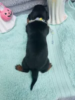 Mercedes, a female Miniature Dachshund for sale in Sarasota, FL – 6 of 10