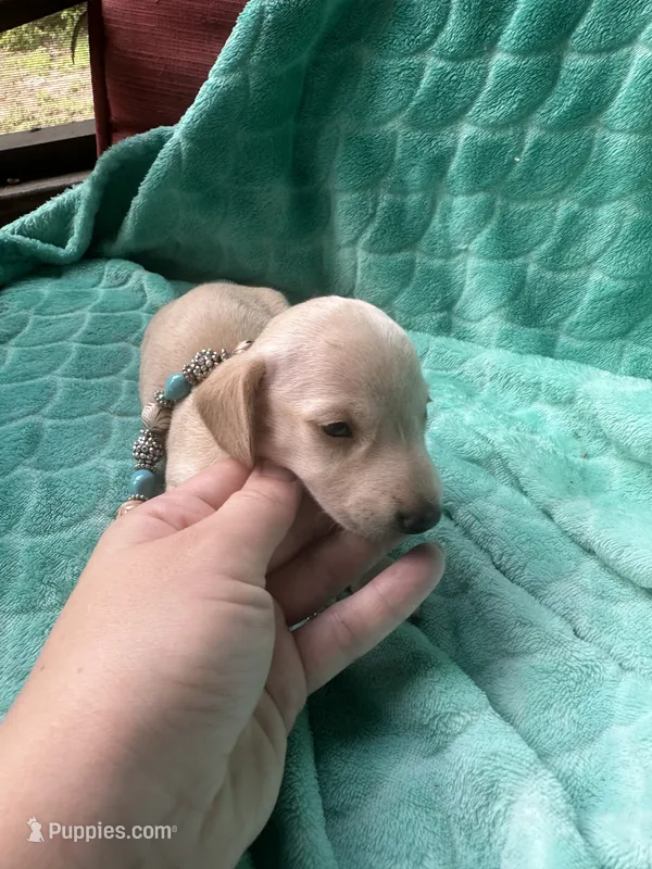Cappuccino – Miniature Dachshund puppy for sale in Lake City, FL