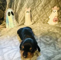 Donut 🍩, a female Miniature Dachshund for sale in Sarasota, FL – 6 of 10