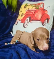 Tazz, a male Miniature Dachshund for sale in Lake City, FL – Photo 6 of 10